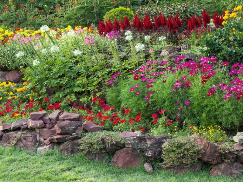 Les 5 plantes incontournables pour un jardin fleuri toute l’année